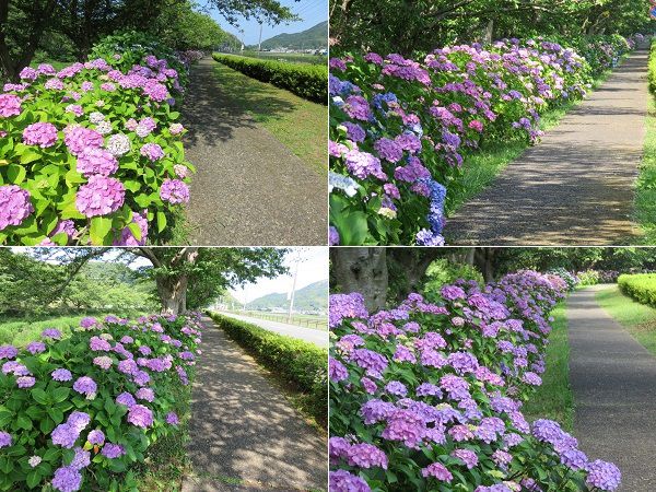 那賀川沿いのアジサイ：あちらこちらで見頃を迎えていた紫陽花でした