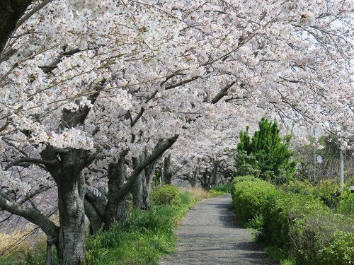 都田川桜堤の見事に咲き誇っていた桜並木