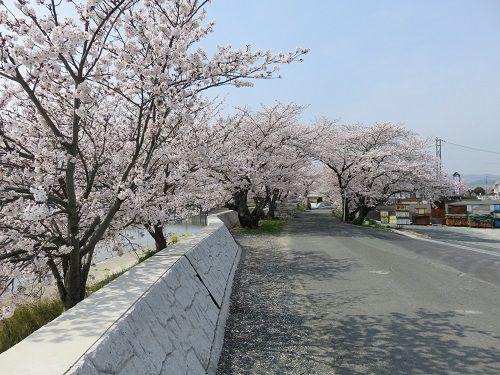 都田川桜堤の桜並木の端付近の様子