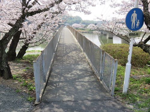 都田川桜堤の桜：都田川にかかる歩行者専用の橋