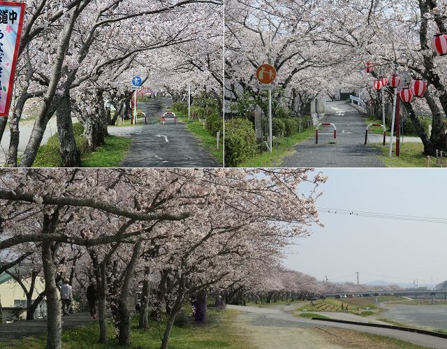 都田川桜堤の桜トンネルとなっていた景色など