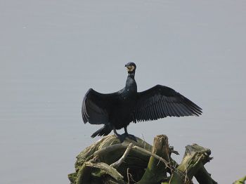 都田川桜堤の野鳥が羽を広げ休んでいた光景
