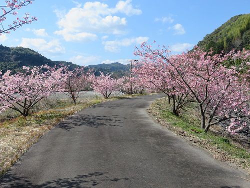 藤枝市総合運動公園、河津桜【藤枝市】：桜の散策路