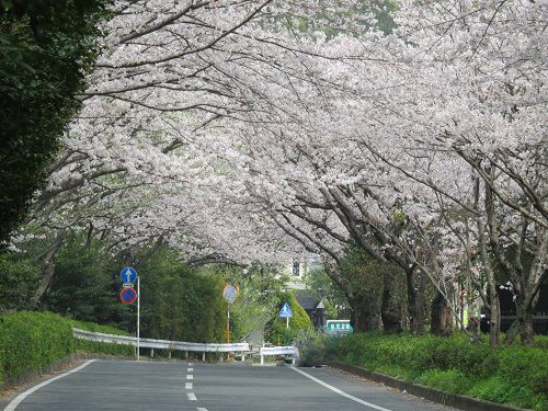 佐鳴湖公園の桜トンネルの様子