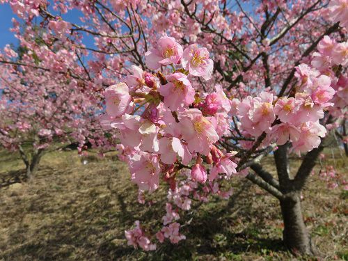 藤枝市総合運動公園、河津桜【藤枝市】：見頃の桜