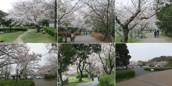 佐鳴湖公園の桜：見頃を迎えていた桜（ソメイヨシノ）の花々