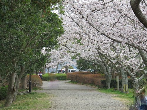 佐鳴湖公園の桜：西岸の「ひょうたん池」付近にて見頃を迎えていた桜の花々