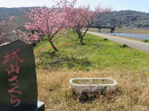狩野川堤防（城山付近）の桜（城山さくら）：堤防沿い