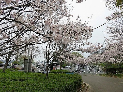 佐鳴湖公園の桜並木２