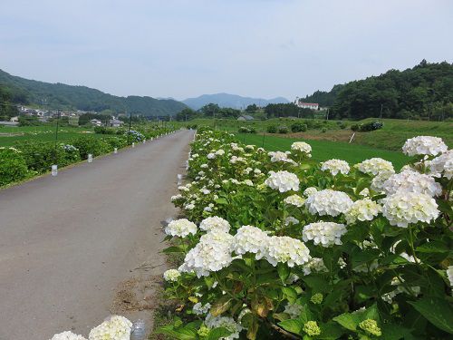 小山町湯船のアジサイ：道路沿いの紫陽花（白色）