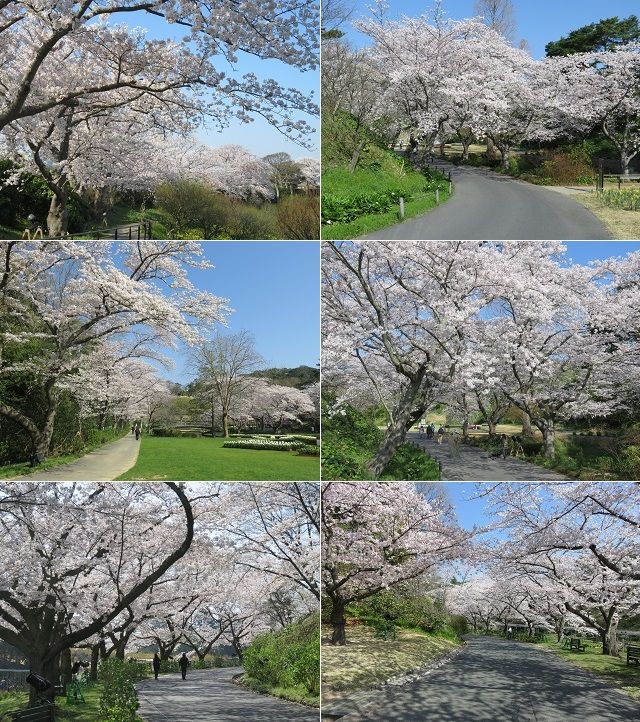 はままつフラワーパークの桜：園内にて見頃を迎えていた桜の花々を選んでまとめています。