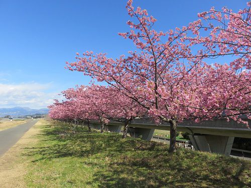 狩野川堤防（城山付近）の桜（城山さくら）：見頃満開