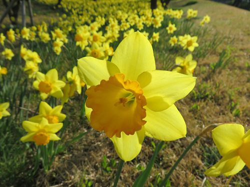 はままつフラワーパークの水仙（スイセン）：見頃を終えた梅園付近にて花びらを広げていた黄色いスイセンの数々