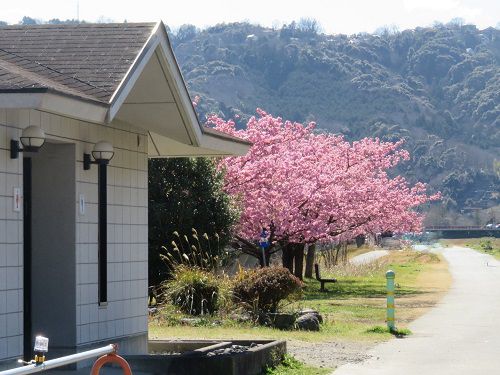 狩野川堤防（城山付近）の桜（城山さくら）：トイレ