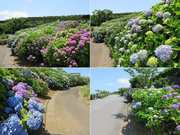 熱海日金山霊園のアジサイ：見頃を迎えていた紫陽花の数々