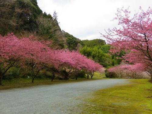 清水森林公園、河津桜：見頃満開