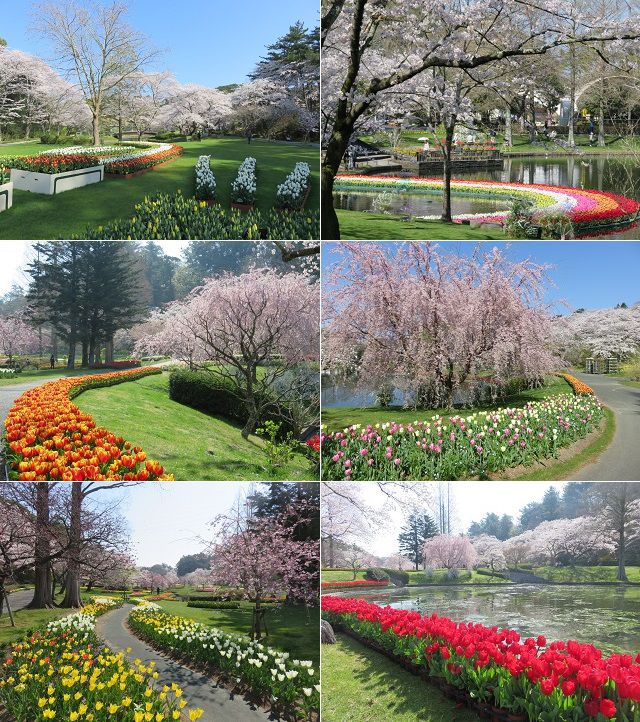 はままつフラワーパークの桜：満開の桜景色と、それを取り囲むように置かれていたチューリップの花々