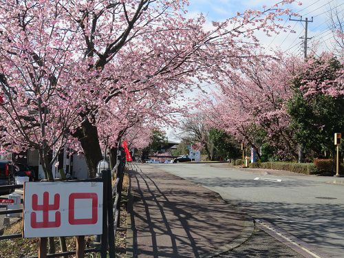 伊豆高原の早咲き桜（おおかん桜など）【伊東市】：駐車場付近