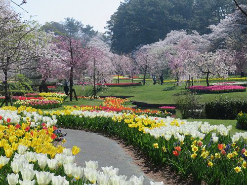 はままつフラワーパークの桜：色とりどりのチューリップの花々と見頃を迎えていた桜の競演景色