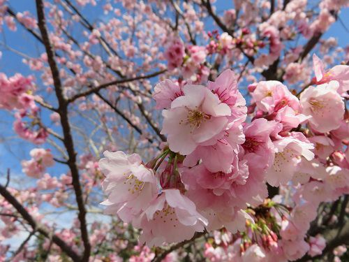 伊豆高原の早咲き桜（おおかん桜など）【伊東市】：ズーム