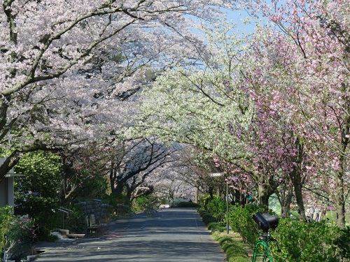 はままつフラワーパークの桜：園内の桜並木のトンネル