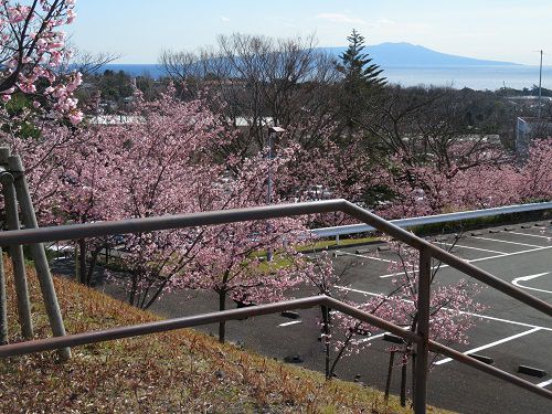 伊豆高原の早咲き桜（おおかん桜など）【伊東市】：駐車場