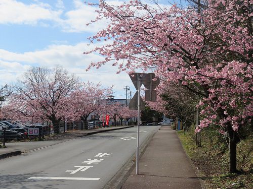 伊豆高原の早咲き桜（おおかん桜など）【伊東市】：見頃満開