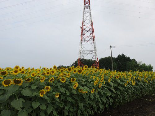 富士市岩本の向日葵：富士市岩本地区の紅白の鉄塔を背景にした「ひまわり畑」