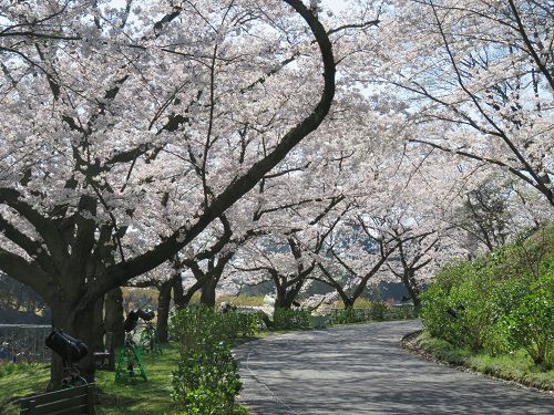 はままつフラワーパークの桜：満開真っただ中の園内遊歩道沿いの桜並木
