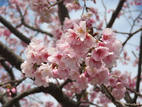 伊豆高原の早咲き桜（おおかん桜など）【伊東市】：拡大