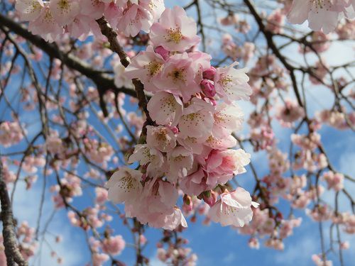伊豆高原の早咲き桜（おおかん桜など）【伊東市】：近寄り眺めた様子