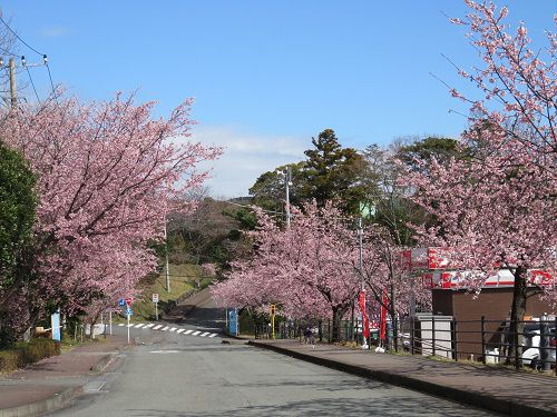 伊豆高原の早咲き桜（おおかん桜など）【伊東市】