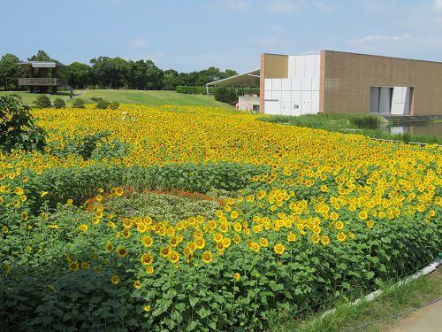 浜名湖ガーデンパークのひまわり畑：園内花ひろばのヒマワリ畑