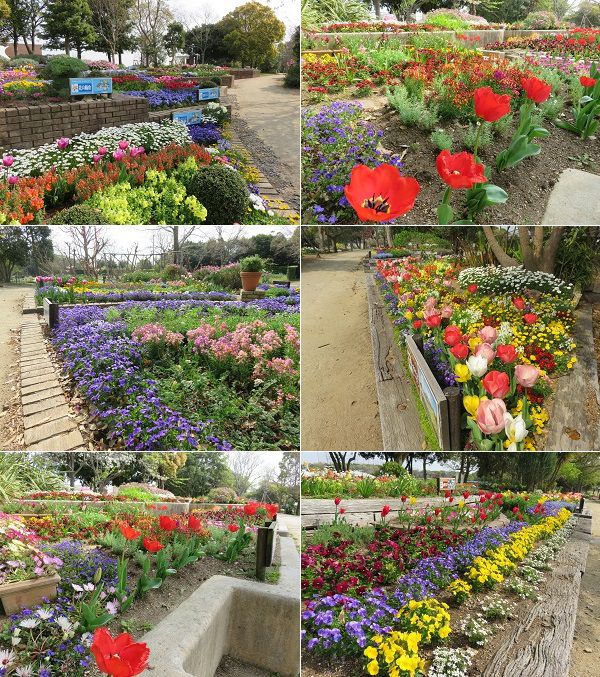 浜名湖ガーデンパークのふれあい花壇の花の彩り