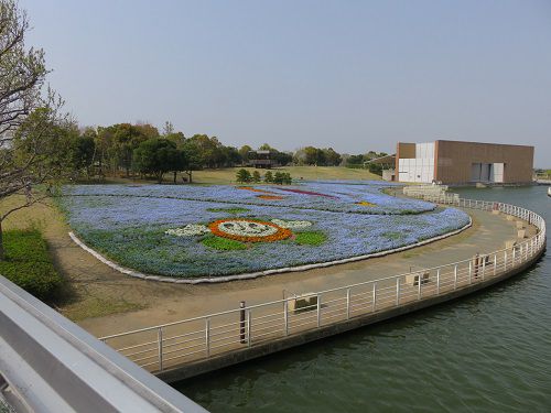 浜名湖ガーデンパークのネモフィラ：花ひろばのネモフィラ