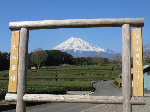 大淵笹場からの富士山：別の日２