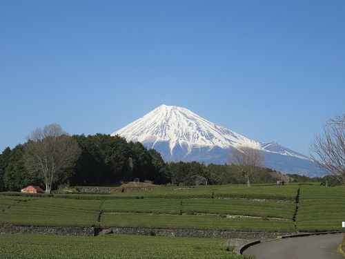 大淵笹場からの富士山：別の日３