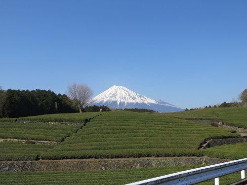 大淵笹場からの富士山：別の日１