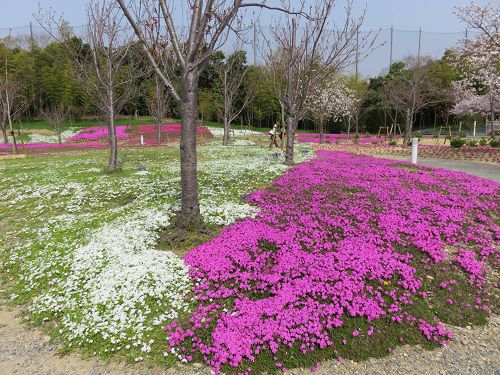 浜名湖ガーデンパークの花木園の芝桜（ピンクと白）