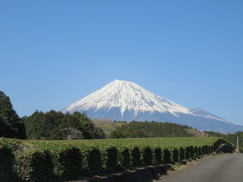 大淵笹場からの富士山：別の日４