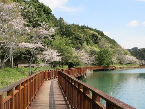 丹野池公園、桜【菊川市】：ウッドデッキから眺めた桜