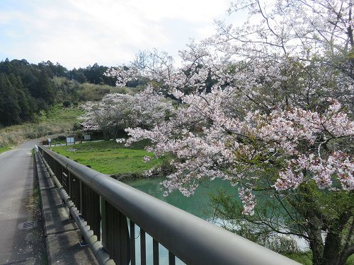 丹野池公園、桜【菊川市】：橋からの桜