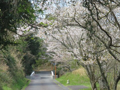 丹野池公園、桜【菊川市】：見頃時期の桜
