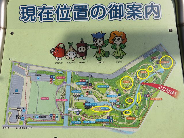 浜名湖ガーデンパークのネモフィラ：現地案内図（紹介している箇所をマークしています）