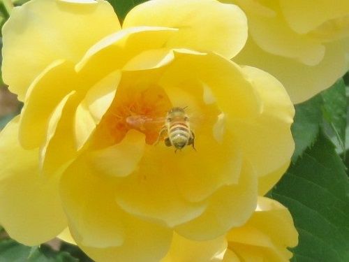 富士市広見公園バラ園：ハチ