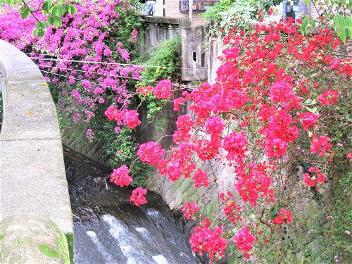 糸川遊歩道 ブーゲンビリア：赤系と紫系のブーゲンビリア