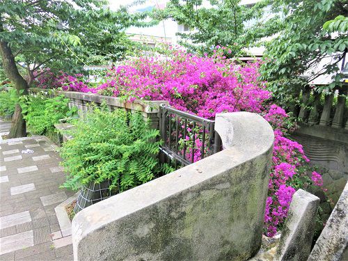 糸川遊歩道 ブーゲンビリア：紫系のブーゲンビリア（見頃場面）