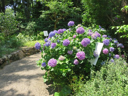 浜名湖ガーデンパークの紫陽花：見頃時期