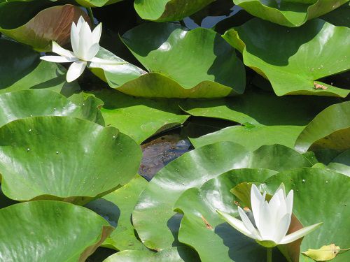 浜名湖ガーデンパークのスイレン：花開いていた水連