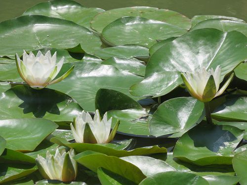浜名湖ガーデンパークのスイレン：白い睡蓮のズーム